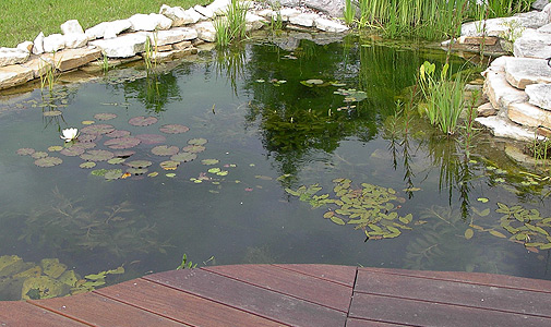 Čistící laguna koupacího biotopu s ponořenými rostlinami