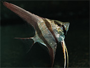 Pterophylum altum WF