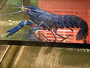 Cherax destructor