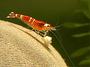 Caridina sp. Red crystal